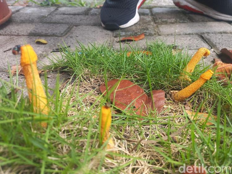 Penemuan Jamur Unik di Lamongan Bikin Heboh