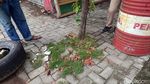 Penemuan Jamur Unik di Lamongan Bikin Heboh