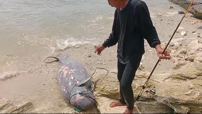 Tangkapan layar pemancing temukan duyung atau dugong terdampar di Pantai Karapyak, Pangandaran, Sabtu (6/1/2024).