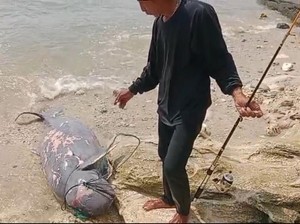 Pemancing Temukan Duyung Montok Terdampar di Pangandaran