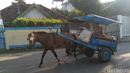 Benhur, alat transportasi tradisional Bima yang terancam punah.