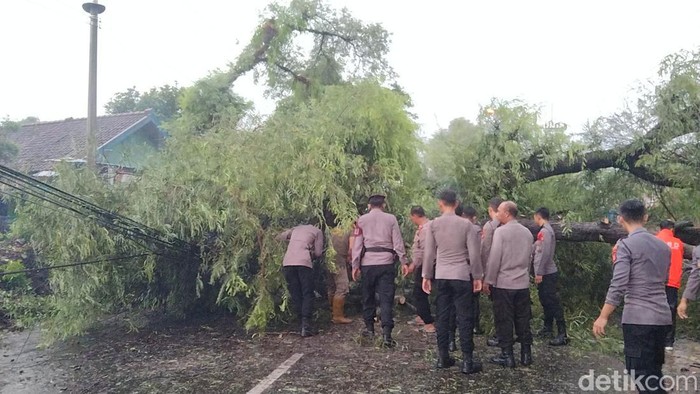 Evakuasi pohon tumbang di Majalengka.