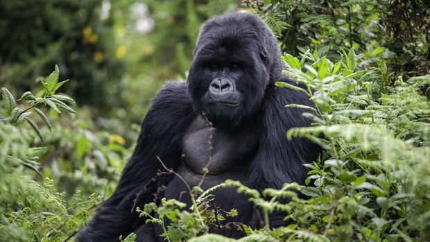 Gorilla in Volcanoes National Park sitting