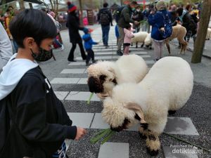 Binatang di Peternakan Taiwan Ini, Gemasnya Kebangetan!
