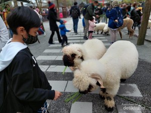 Binatang di Peternakan Taiwan Ini, Gemasnya Kebangetan!
