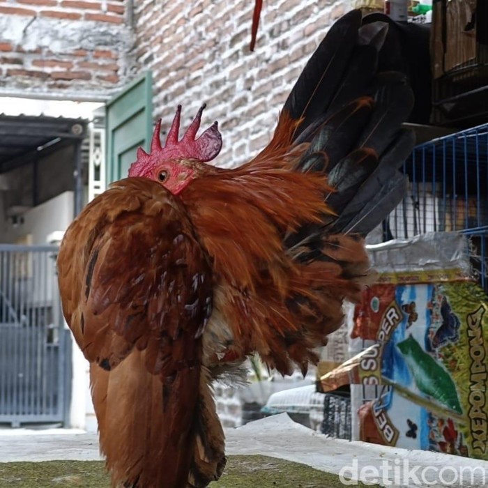bisnis ayam serama di Kota Probolinggo