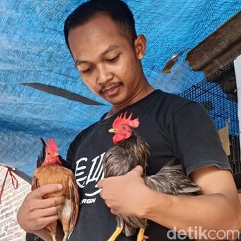 bisnis ayam serama di Kota Probolinggo