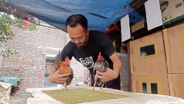Bisnis ayam serama di Probolinggo Dwiki Maulana (25) warga jalan Mastrip, Kelurahan/Kecamatan Kanigaran, Kota Probolinggo meraup keuntungan dari bisnis ayam serama, Senin (8/1/2023).