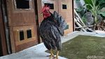 Ayam Serama Bikin Peternak Asal Probolinggo Untung