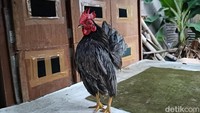 Ayam jenis Serama dikenal ayam sombong. Karena postur dadanya membusung dan bentuk tubuhnya mungil. Jika usia ayam serama makin dewasa, postur dadanya makin membusung. Dengan bentuk makin membusung makin mendongkrak harga jualnya.