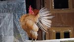 Ayam Serama Bikin Peternak Asal Probolinggo Untung