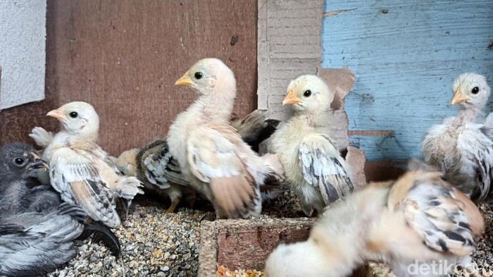 Bisnis ayam serama di Probolinggo Dwiki Maulana (25) warga jalan Mastrip, Kelurahan/Kecamatan Kanigaran, Kota Probolinggo meraup keuntungan dari bisnis ayam serama, Senin (8/1/2023).