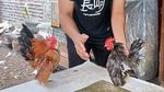 Ayam Serama Bikin Peternak Asal Probolinggo Untung
