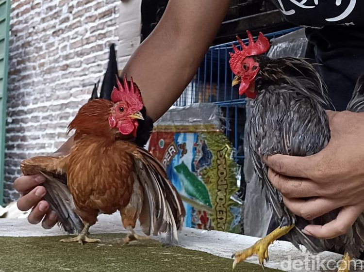 Ayam Serama Bikin Peternak Asal Probolinggo Untung