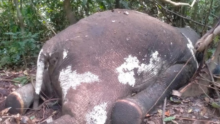 Gajah betina ditemukan mati dengan lubang peluru di Mukomuko.