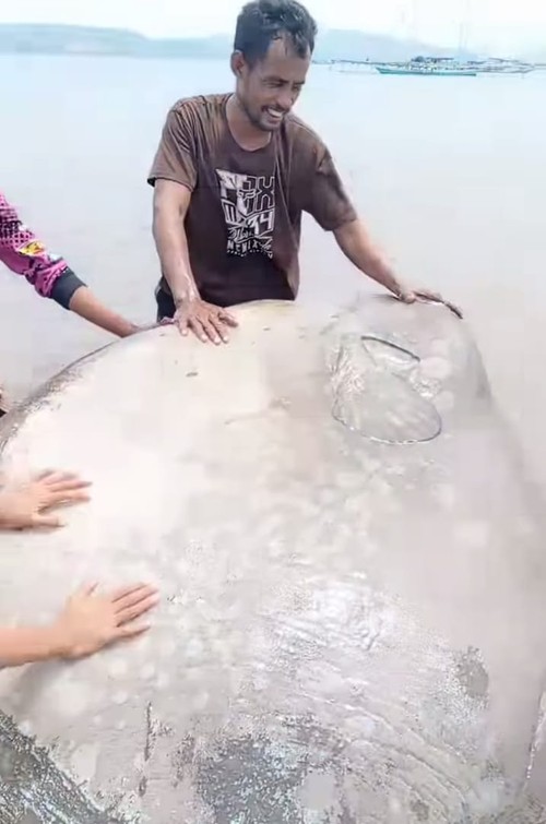 Ikan mola-mola ditemukan mati terdampar di Sumbawa. (Istimewa)