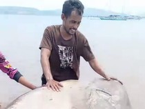 2 Ikan Mola-mola Ditemukan Mati di Laut Sumbawa