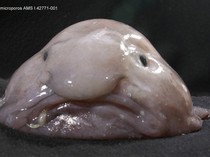 Ikan Terjelek di Dunia Ini Rasanya Disebut Gurih Enak