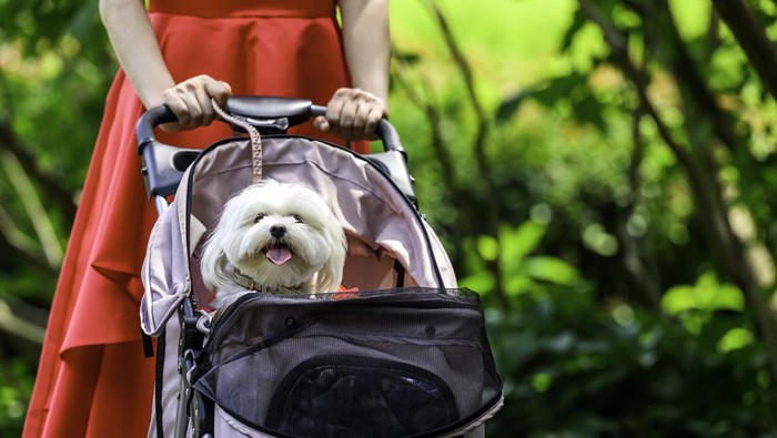 Bukti Krisis Populasi Korsel: Stroller Anjing Lebih Laku dari Stroller Bayi