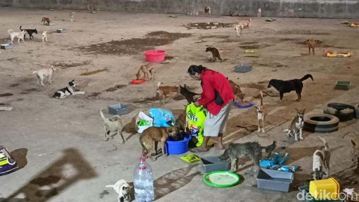 Suasana di ratusan anjing yang diselamatkan saat berada di Penampungan di Genuk