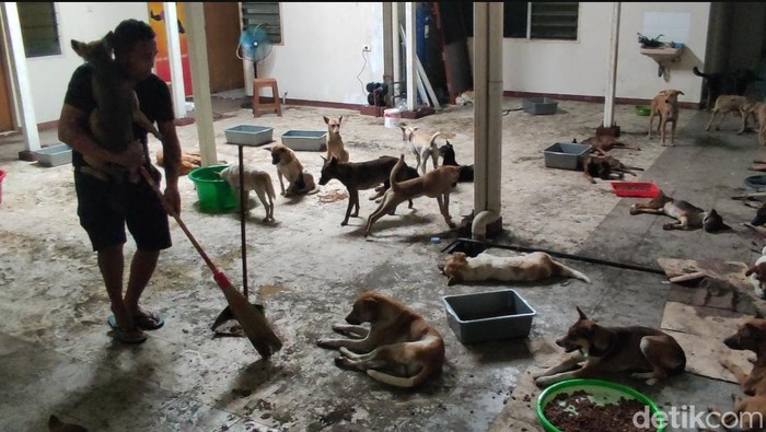 Penampakan shelter baru untuk ratusan Anjing yang diselamatkan di Semarang pada Senin (8/1/2024).