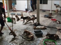 Ratusan Anjing Terikat Truk di Semarang Akan Dipulangkan ke Jabar