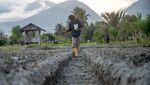 Pertanian untuk Atasi Pengangguran di Sulteng