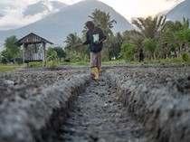 Pertanian untuk Atasi Pengangguran di Sulteng