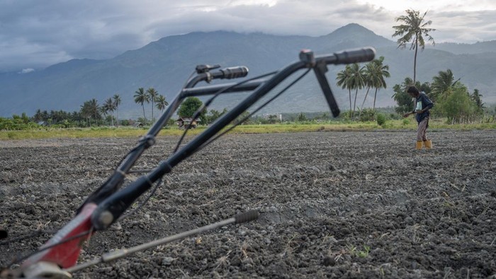 Petani menebar bibit tanaman di atas lahannya di Desa Sunju, Sigi, Sulawesi Tengah, Minggu (7/1/2024). Sejak 2021, pemerintah setempat mengalokasikan dana senilai lebih dari Rp11,2 miliar untuk mengatasi pengangguran dengan mendorong usia produktif bertani dan hingga akhir 2022 angka pengangguran telah menurun menjadi 3,01 persen yang sebelumnya mencapai 5,74 persen. ANTARA FOTO/Basri Marzuki/foc.