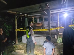 Geger Pesan Berantai Pencurian Sapi di Kulon Progo, Ini Faktanya