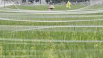 Potret Sawah di Dekat Permukiman Jakarta, Sudah Pernah Lihat?