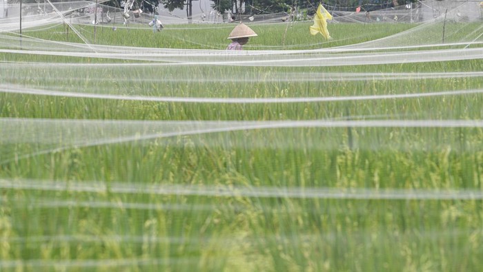 Potret Sawah di Dekat Permukiman Jakarta, Sudah Pernah Lihat? Petani menarik tali yang terhubung alat keprak kaleng (kaleng isi batu) untuk mengusir hama burung di area persawahan Rorotan, Jakarta Utara, Senin (8/1/2024). Badan Pusat Statistik (BPS) DKI Jakarta menyebutkan hasil Sensus Pertanian (ST) 2023 tahap 1 jumlah usaha pertanian ST 2023 berada di angka 13.798 unit, turun 2,92 persen dibandingkan 2013 sebanyak 14.214 unit. ANTARA FOTO/M Risyal Hidayat/aww.