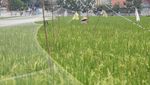 Potret Sawah di Dekat Permukiman Jakarta, Sudah Pernah Lihat?