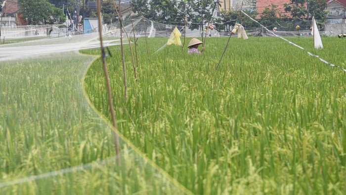 Petani menarik tali yang terhubung alat keprak kaleng (kaleng isi batu) untuk mengusir hama burung di area persawahan Rorotan, Jakarta Utara, Senin (8/1/2024). Badan Pusat Statistik (BPS) DKI Jakarta menyebutkan hasil Sensus Pertanian (ST) 2023 tahap 1 jumlah usaha pertanian ST 2023 berada di angka 13.798 unit, turun 2,92 persen dibandingkan 2013 sebanyak 14.214 unit. ANTARA FOTO/M Risyal Hidayat/aww.