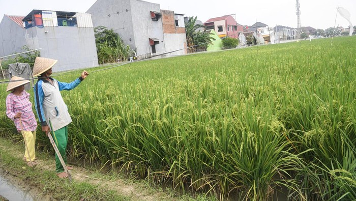 Petani menarik tali yang terhubung alat keprak kaleng (kaleng isi batu) untuk mengusir hama burung di area persawahan Rorotan, Jakarta Utara, Senin (8/1/2024). Badan Pusat Statistik (BPS) DKI Jakarta menyebutkan hasil Sensus Pertanian (ST) 2023 tahap 1 jumlah usaha pertanian ST 2023 berada di angka 13.798 unit, turun 2,92 persen dibandingkan 2013 sebanyak 14.214 unit. ANTARA FOTO/M Risyal Hidayat/aww.