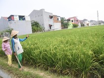 Naiknya Jumlah Petani Gurem