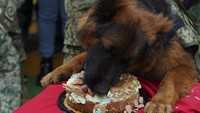 Arkadas begitu lahap saat menyantap kue ulang tahunnya. Arkadas diberikan kepada Angkatan Darat Meksiko oleh pemerintah Turki setelah salah satu anjing mereka mati saat ditempatkan untuk membantu pencarian dan upaya penyelamatan dalam gempa bumi Turki tahun lalu.  