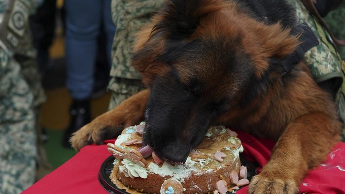 Saat Anjing Pelacak Rayakan Ulang Tahun, Sangar tapi Gemas Juga Fans and army trainers celebrate the first birthday of search dog Arkadas, center, in Mexico City, Sunday, Jan. 7, 2024. Arkadas was given to the Mexican Army by Turkey's government after one of their own dogs died on deployment to help in search and rescue efforts in last year's Turkish earthquake. (AP Photo/Fernando Llano)