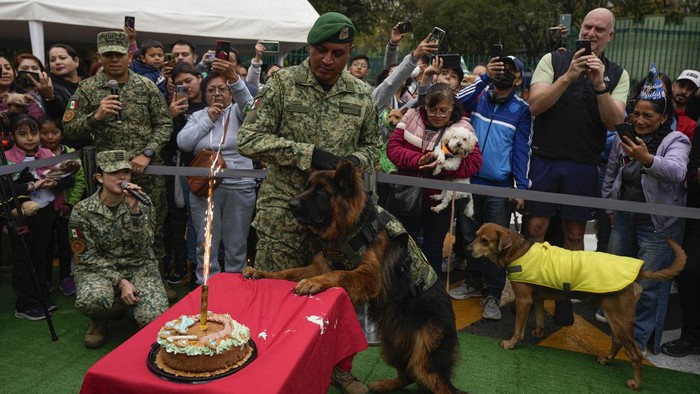 Saat Anjing Pelacak Rayakan Ulang Tahun, Sangar tapi Gemas Juga Fans and army trainers celebrate the first birthday of search dog Arkadas, center, in Mexico City, Sunday, Jan. 7, 2024. Arkadas was given to the Mexican Army by Turkey's government after one of their own dogs died on deployment to help in search and rescue efforts in last year's Turkish earthquake. (AP Photo/Fernando Llano)