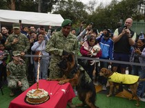 Saat Anjing Pelacak Rayakan Ulang Tahun, Sangar tapi Gemas Juga