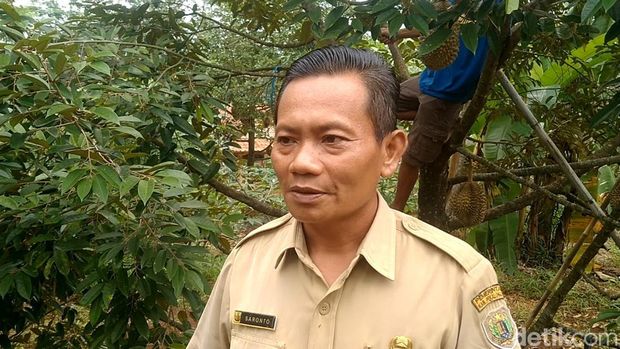 Saronto, Kepala Desa Rogoselo, Kecamatan Doro, Pekalongan saat berada di kebun durian, Senin (8/1/2024).