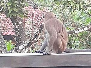 Monyet Liar Masuk Permukiman Bikin Resah Warga Ciamis