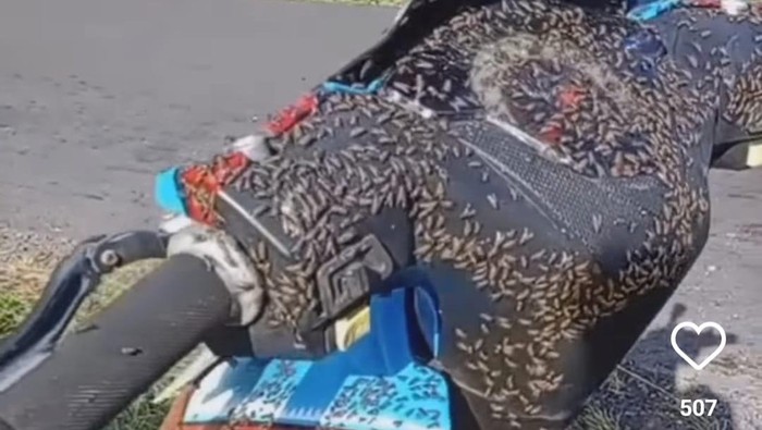 Lalat-lalat yang tampak memenuhi sebuah sepeda motor di Kintamani, Bangli.