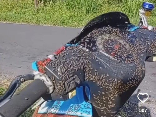 Lalat-lalat yang tampak memenuhi sebuah sepeda motor di Kintamani, Bangli.