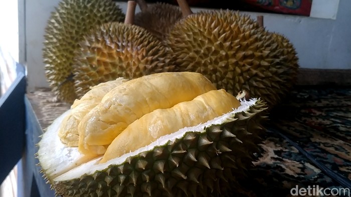 Suasana kebun durian yang berada di Desa Rogoselo, Kecamatan Doro, Kabupaten Pekalongan, Jawa Tengah, Senin (8/1/2024).