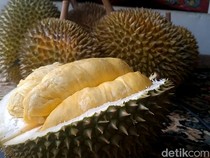 Seru! Durian Montong dan Musang King Bisa Dipetik Sendiri di Kebun Ini