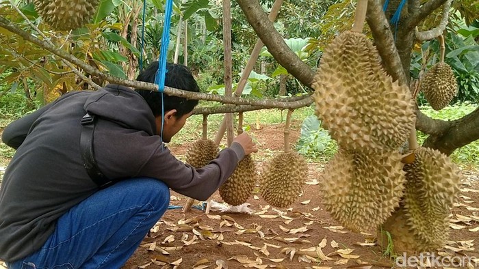 Suasana kebun durian yang berada di Desa Rogoselo, Kecamatan Doro, Kabupaten Pekalongan, Jawa Tengah, Senin (8/1/2024).