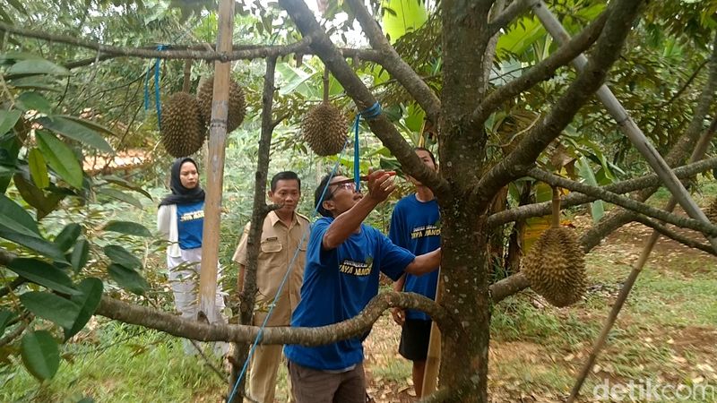 Suasana kebun durian di Desa Rogoselo, Kecamatan Doro, Kabupaten Pekalongan, Jawa Tengah, Senin (8/1/2024).