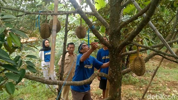 Suasana kebun durian yang berada di Desa Rogoselo, Kecamatan Doro, Kabupaten Pekalongan, Jawa Tengah, Senin (8/1/2024).