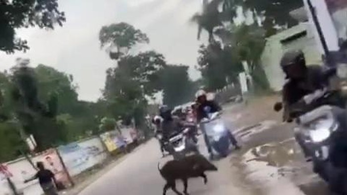 Babi berkeliaran di Pamengpeuk Bandung.